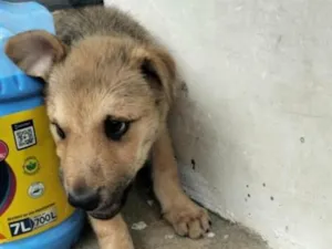 Cachorro raça SRD-ViraLata idade 2 a 6 meses nome ninho 