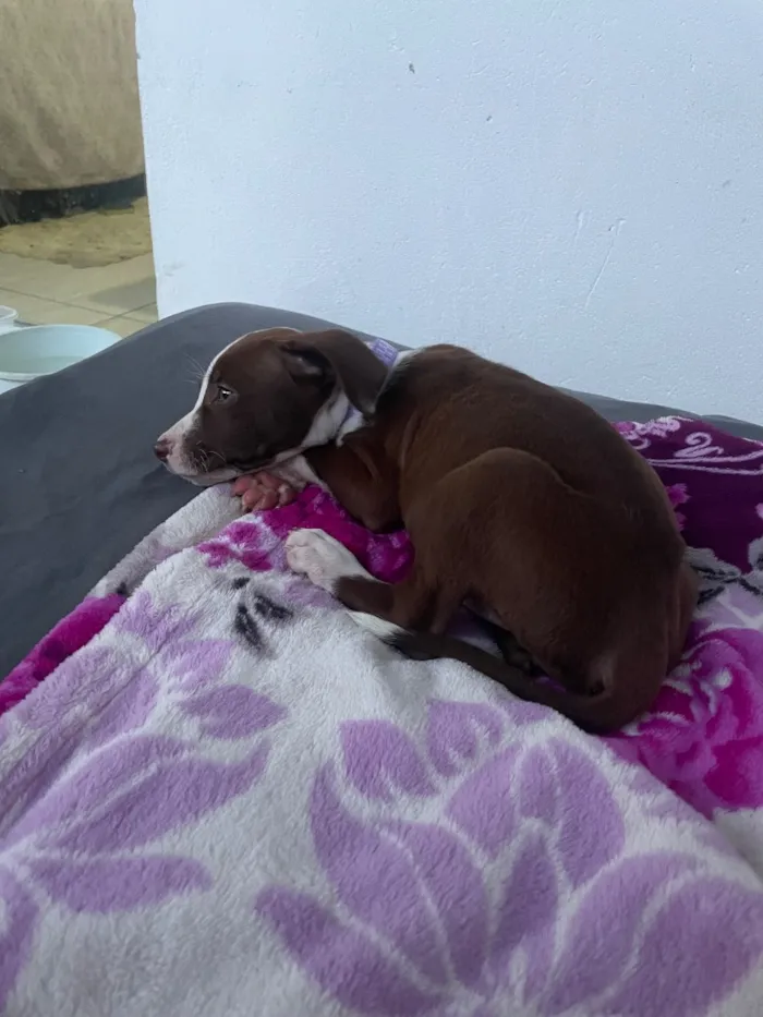 Cachorro raça Pit-Bull idade 2 anos nome Ravena