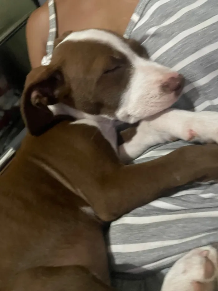 Cachorro raça Pit-Bull idade 2 anos nome Ravena