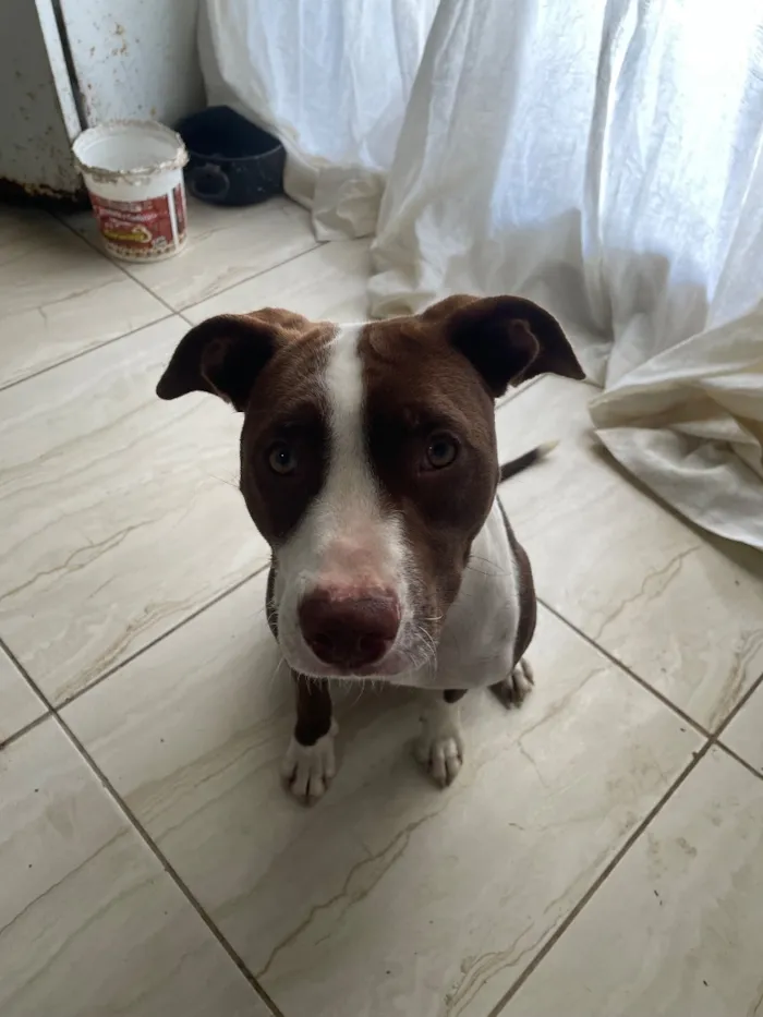 Cachorro raça Pit-Bull idade 2 anos nome Ravena