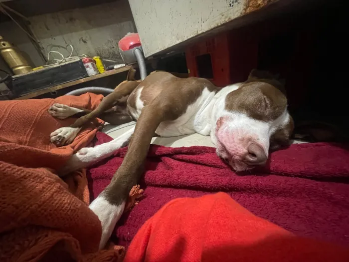 Cachorro raça Pit-Bull idade 2 anos nome Ravena
