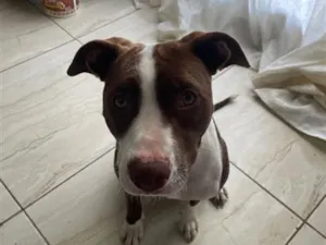 Cachorro raça Pit-Bull idade 2 anos nome Ravena