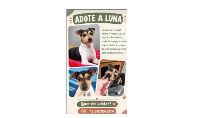 Cachorro raça SRD-ViraLata idade 2 a 6 meses nome Luna