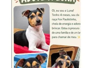 Cachorro raça SRD-ViraLata idade 2 a 6 meses nome Luna