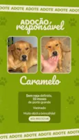 Caramelo