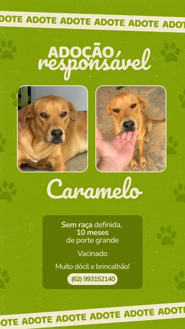 Cachorro raça SRD-ViraLata idade 7 a 11 meses nome Caramelo