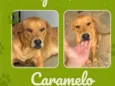 Caramelo