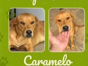 Cachorro raça SRD-ViraLata idade 7 a 11 meses nome Caramelo