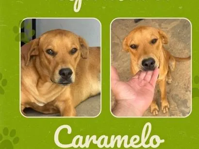 Cachorro raça SRD-ViraLata idade 7 a 11 meses nome Caramelo