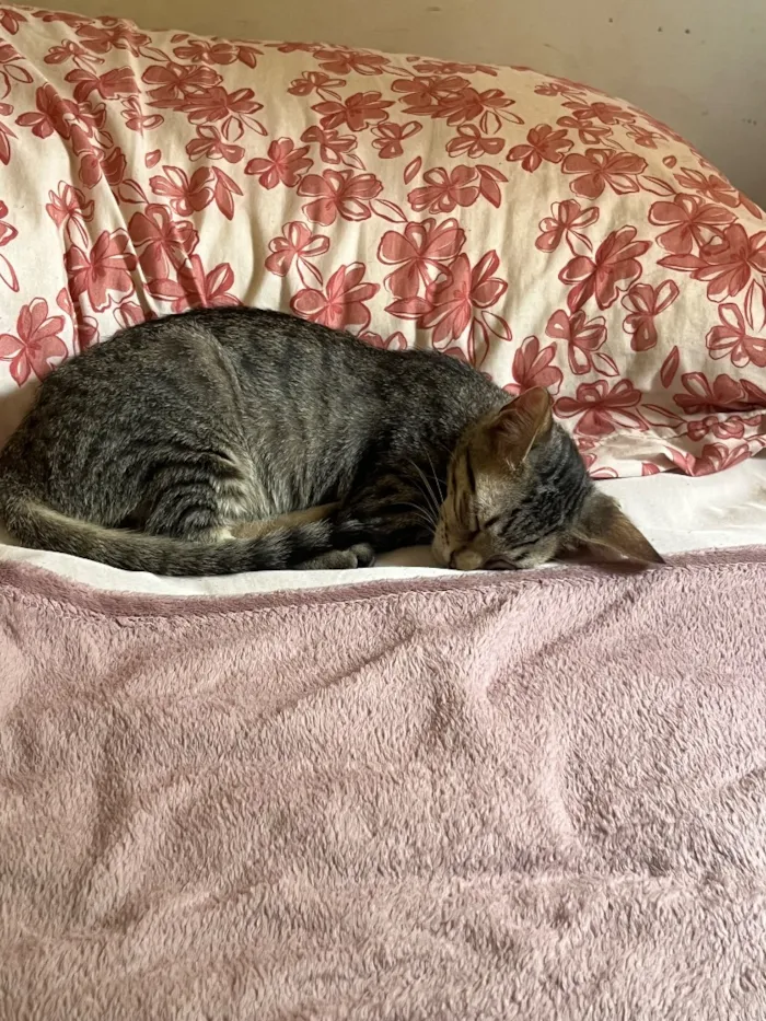 Gato raça SRD-ViraLata idade 2 a 6 meses nome Trevo e ghoter 