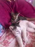 Trevo e ghoter 