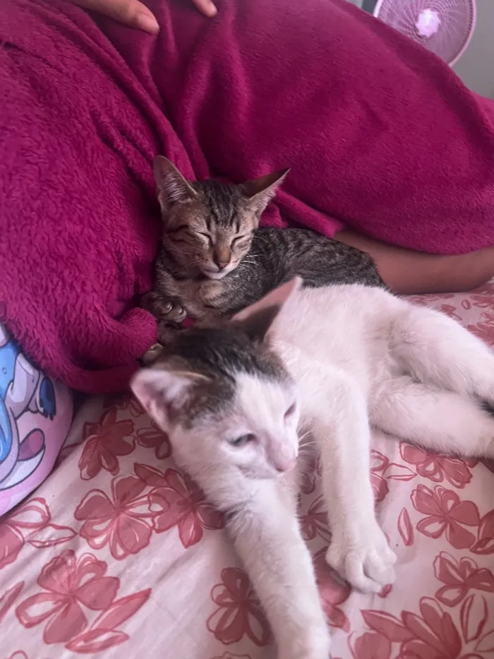 Gato raça SRD-ViraLata idade 2 a 6 meses nome Trevo e ghoter 