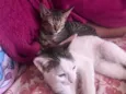 Trevo e ghoter 