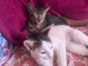 Gato raça SRD-ViraLata idade 2 a 6 meses nome Trevo e ghoter 
