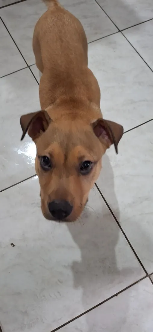 Cachorro raça SRD-ViraLata idade 2 a 6 meses nome Zeus