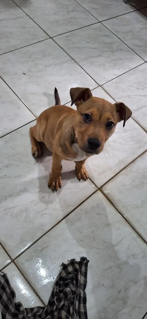 Cachorro raça SRD-ViraLata idade 2 a 6 meses nome Zeus