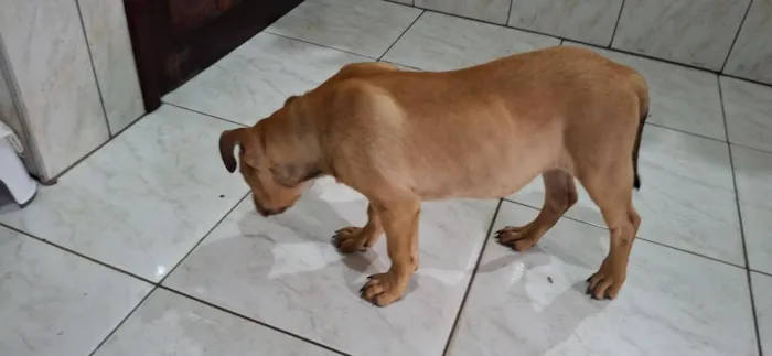 Cachorro raça SRD-ViraLata idade 2 a 6 meses nome Zeus