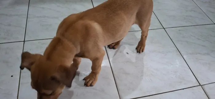 Cachorro raça SRD-ViraLata idade 2 a 6 meses nome Zeus