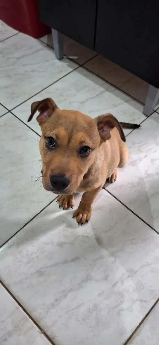 Cachorro raça SRD-ViraLata idade 2 a 6 meses nome Zeus
