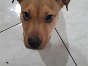 Cachorro raça SRD-ViraLata idade 2 a 6 meses nome Zeus