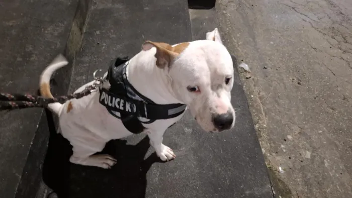 Cachorro raça Pit-Bull idade 2 anos nome nubia 