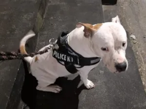 Cachorro raça Pit-Bull idade 2 anos nome nubia 