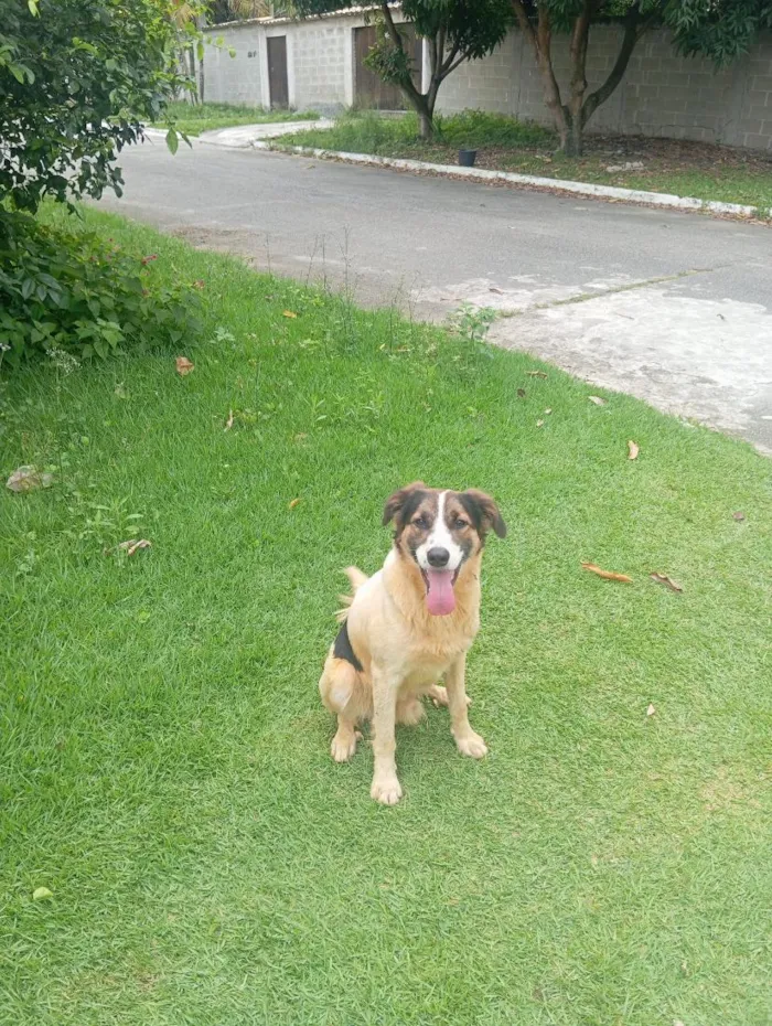 Cachorro raça SRD-ViraLata idade 3 anos nome Não sei