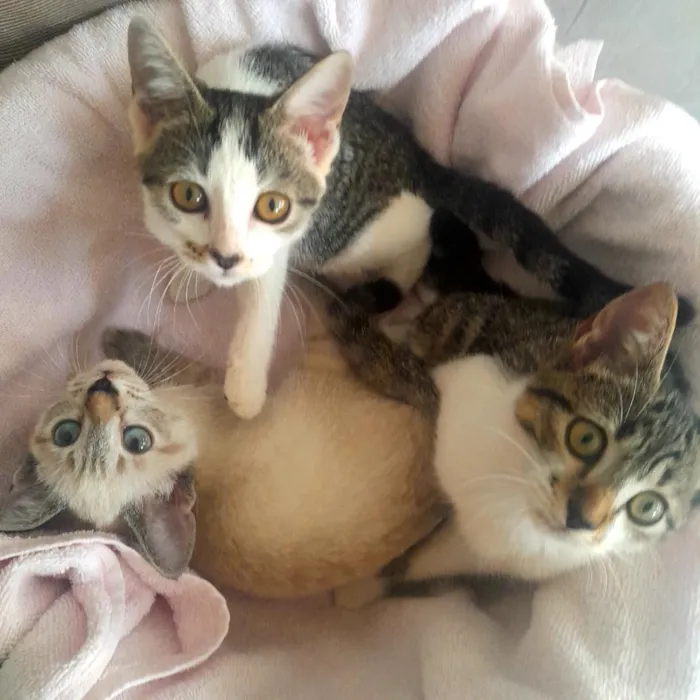 Gato raça SRD-ViraLata idade 2 a 6 meses nome Fêmea branca,Macho mais Rajado,Macho menos Rajado