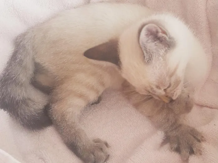 Gato raça SRD-ViraLata idade 2 a 6 meses nome Fêmea branca,Macho mais Rajado,Macho menos Rajado