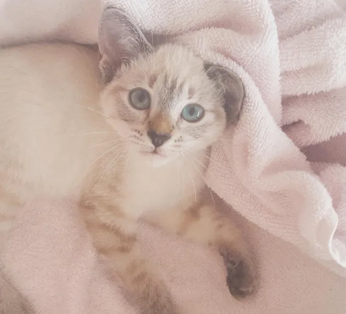 Gato raça SRD-ViraLata idade 2 a 6 meses nome Fêmea branca,Macho mais Rajado,Macho menos Rajado