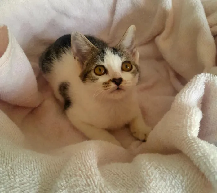 Gato raça SRD-ViraLata idade 2 a 6 meses nome Fêmea branca,Macho mais Rajado,Macho menos Rajado