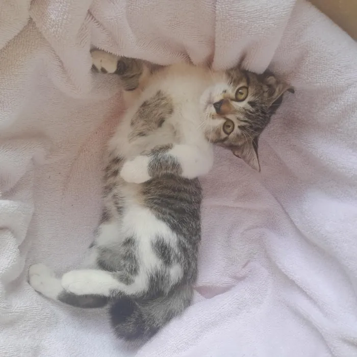 Gato raça SRD-ViraLata idade 2 a 6 meses nome Fêmea branca,Macho mais Rajado,Macho menos Rajado