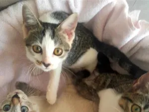 Gato raça SRD-ViraLata idade 2 a 6 meses nome Fêmea branca,Macho mais Rajado,Macho menos Rajado