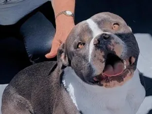 Cachorro raça SRD-ViraLata idade 2 anos nome Thor 