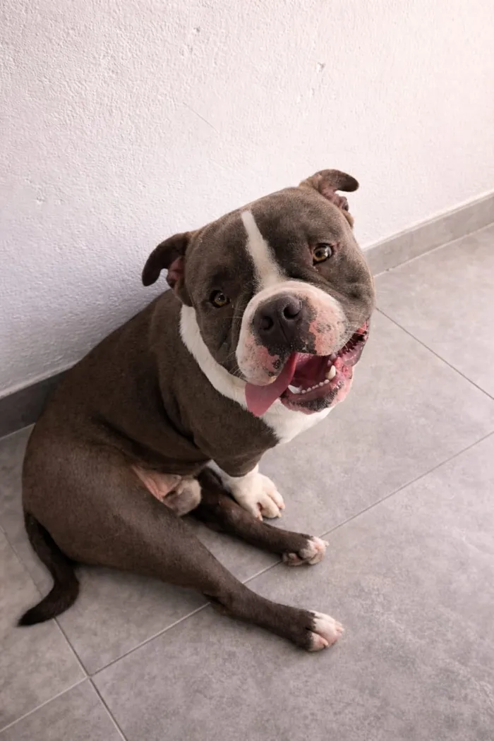 Cachorro raça SRD-ViraLata idade 2 anos nome Thor 