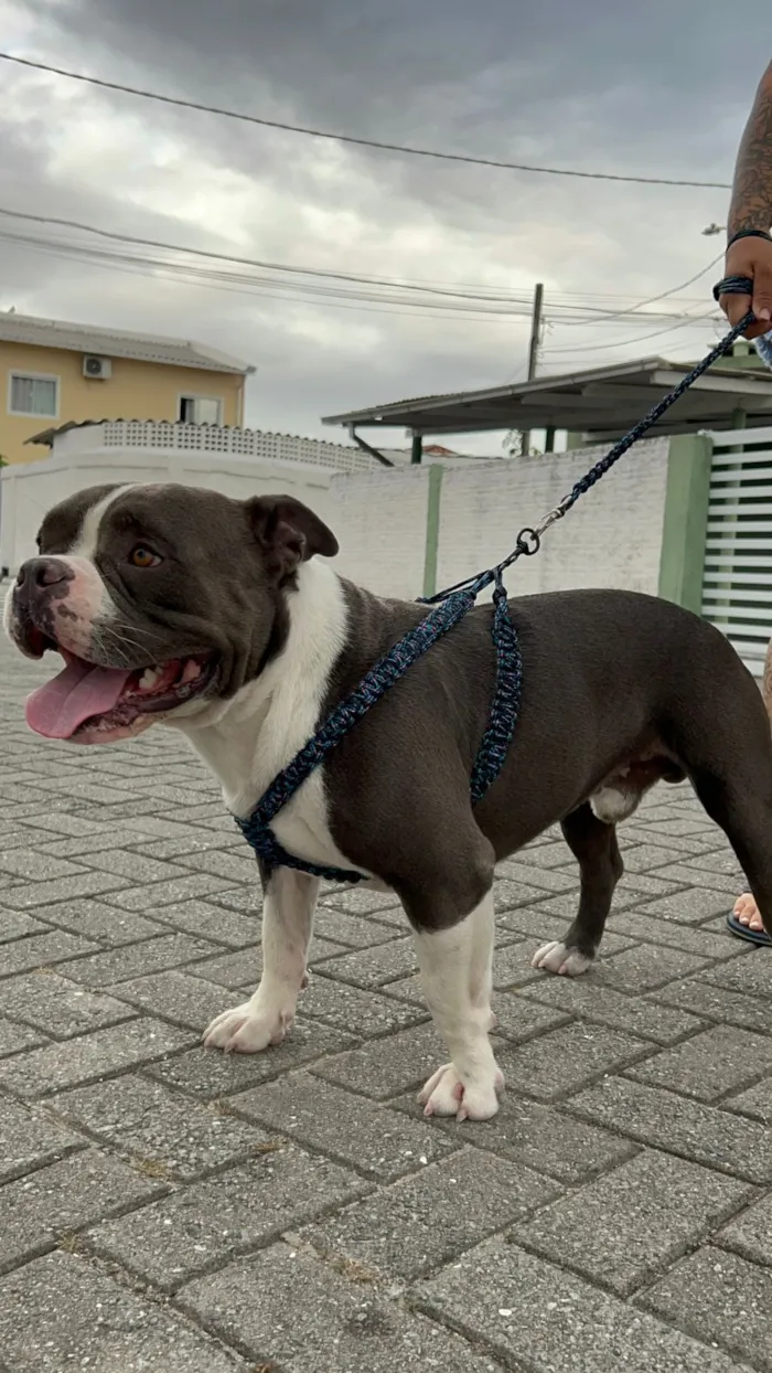 Cachorro raça SRD-ViraLata idade 2 anos nome Thor 