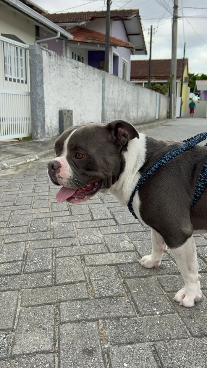 Cachorro raça SRD-ViraLata idade 2 anos nome Thor 