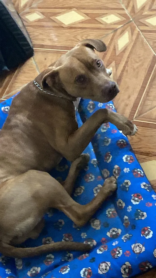 Cachorro raça Pit-Bull idade 3 anos nome Loki
