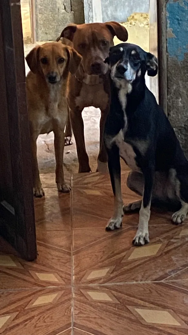 Cachorro raça Pit-Bull idade 3 anos nome Loki