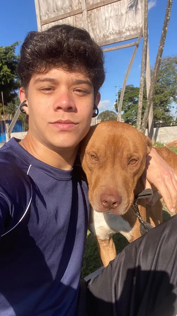 Cachorro raça Pit-Bull idade 3 anos nome Loki