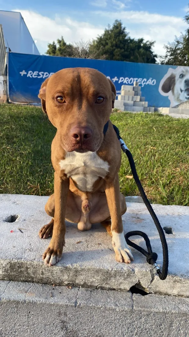 Cachorro raça Pit-Bull idade 3 anos nome Loki