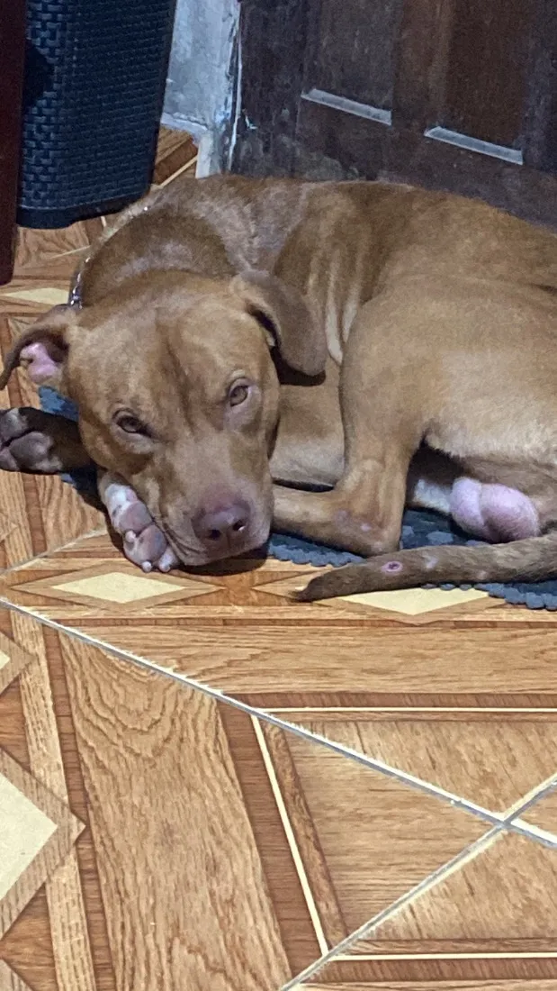 Cachorro raça Pit-Bull idade 3 anos nome Loki