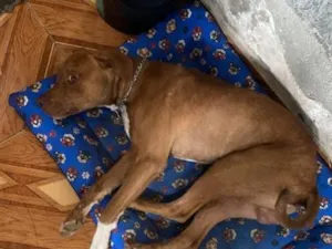 Cachorro raça Pit-Bull idade 3 anos nome Loki