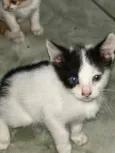 Sapequinha 