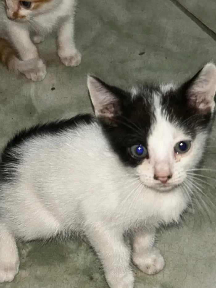 Gato raça SRD-ViraLata idade 2 a 6 meses nome Sapequinha 