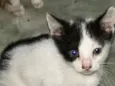 Sapequinha 