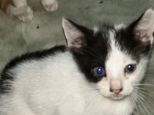 Gato raça SRD-ViraLata idade 2 a 6 meses nome Sapequinha 