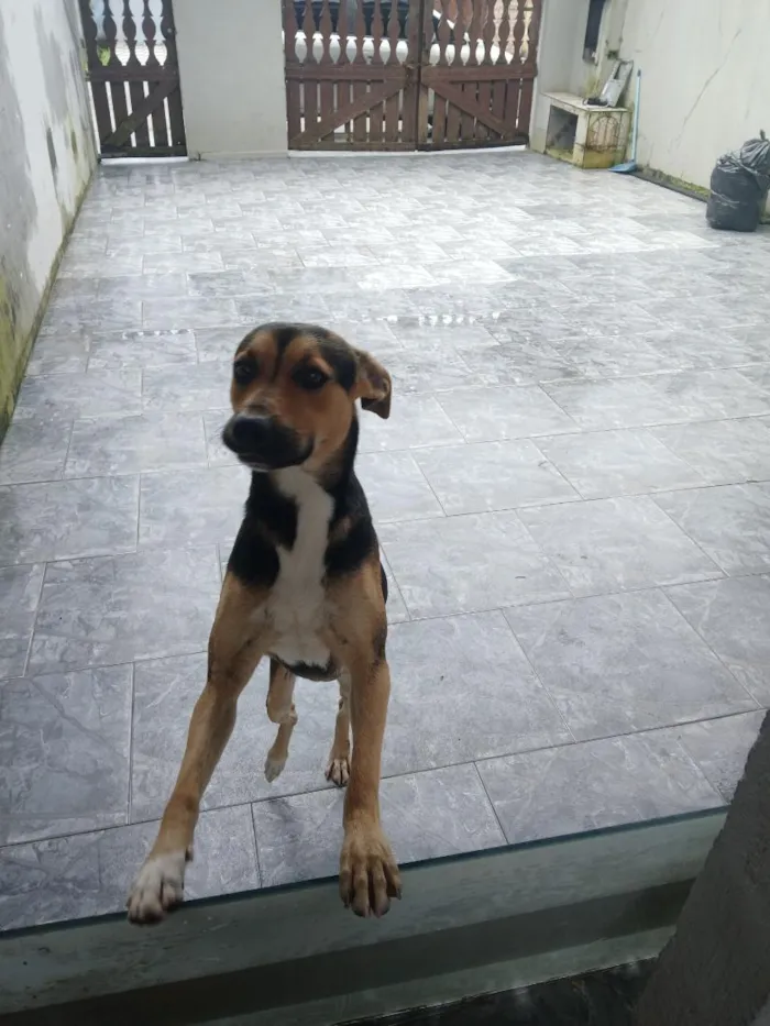 Cachorro raça SRD-ViraLata idade 1 ano nome Ted torini