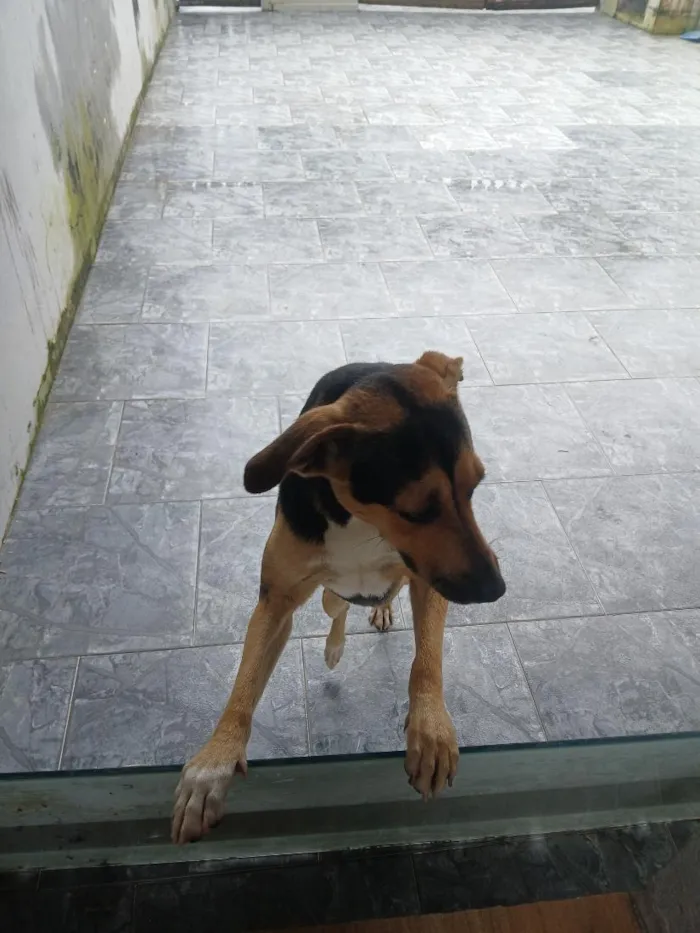Cachorro raça SRD-ViraLata idade 1 ano nome Ted torini