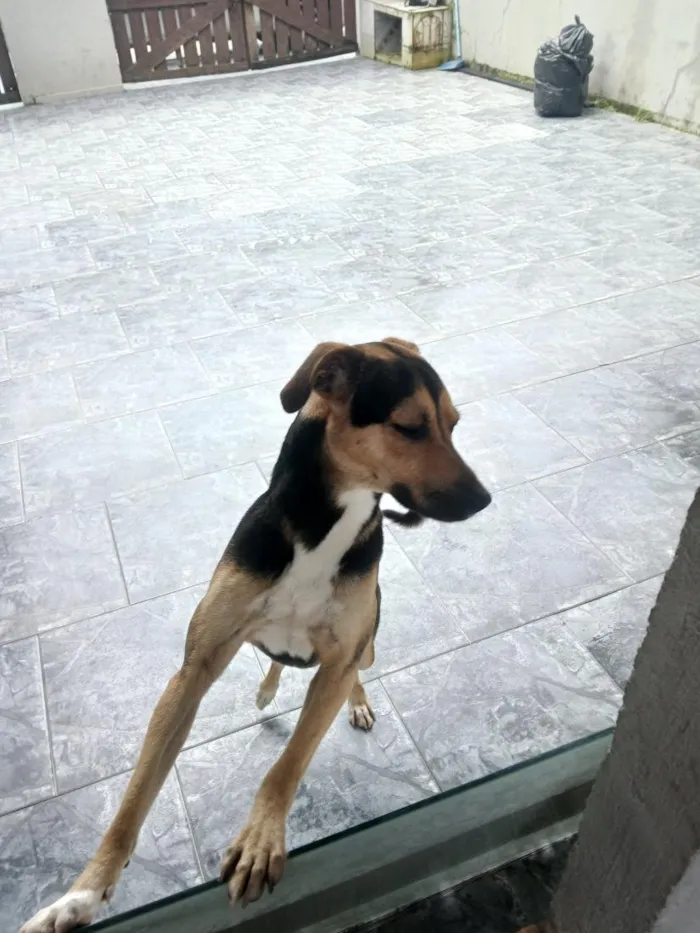Cachorro raça SRD-ViraLata idade 1 ano nome Ted torini